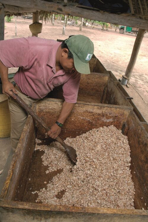 Cacao Bauer Fermentation enet